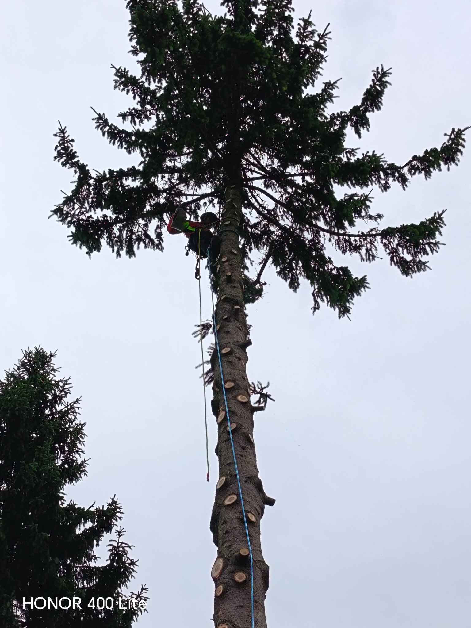 Abattage d’un arbre par démontage